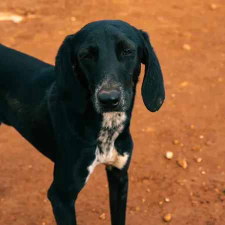 Digital Detox With 100 Animals Nature *