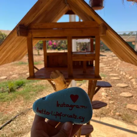 Digital Detox With 100 Animals Nature * Dasaki Achnas