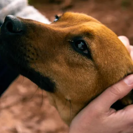 Digital Detox With 100 Animals Nature Casa vacanze