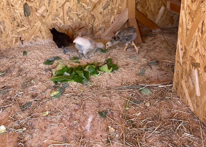 Digital Detox With 100 Animals Nature Prázdninový dům Dasaki Achnas