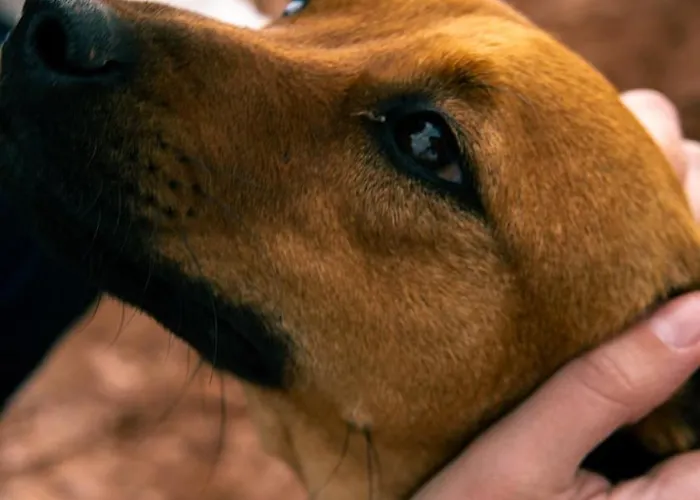 Digital Detox With 100 Animals Nature Prázdninový dům