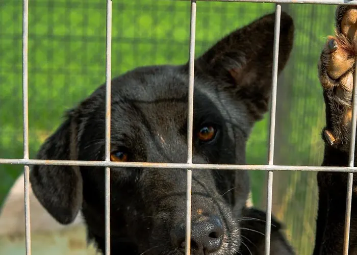 Digital Detox With 100 Animals Nature