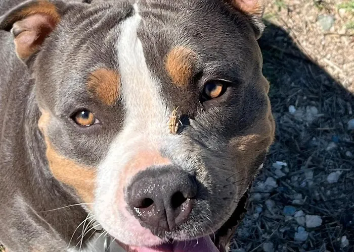 Digital Detox With 100 Animals Nature Prázdninový dům *