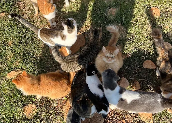 Digital Detox With 100 Animals Nature