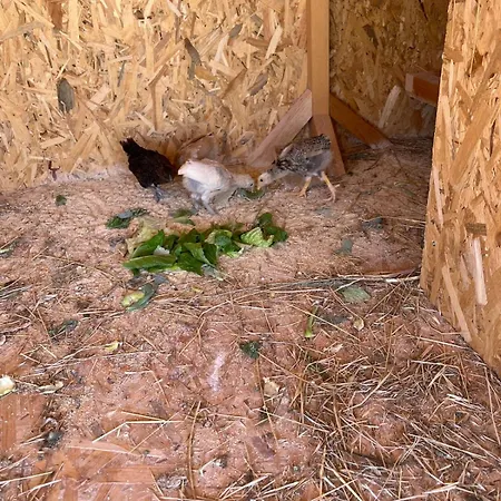 Digital Detox With 100 Animals Nature بيت للعطل Dasaki Achnas