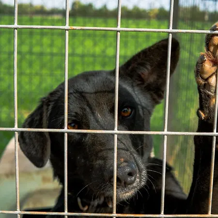 Digital Detox With 100 Animals Nature