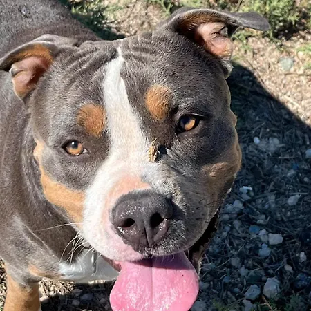 Digital Detox With 100 Animals Nature بيت للعطل *