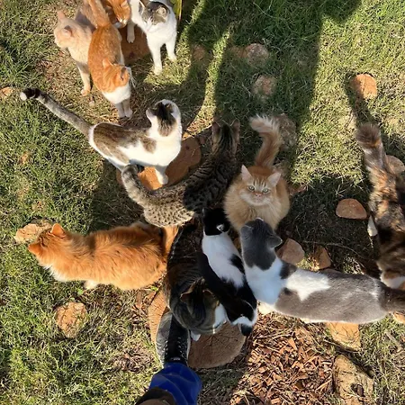 Digital Detox With 100 Animals Nature